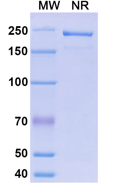 SDS-PAGE for Morolimumab Biosimilar - Anti-CD240D;RHD mAb - Research Grade