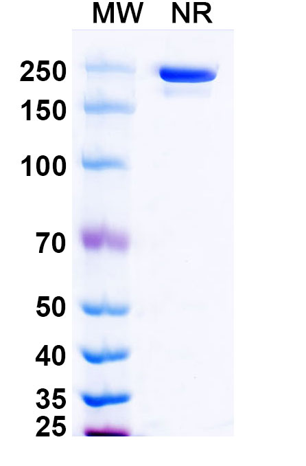 SDS-PAGE for Motavizumab Biosimilar - Anti-RSV mAb - Research Grade
