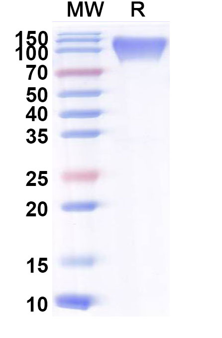 SDS-PAGE for Mouse CD107a/LAMP1 Recombinant Protein, C-Fc