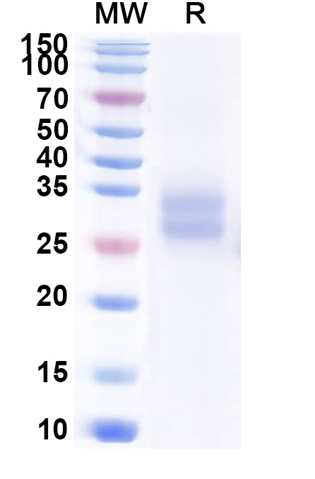 SDS-PAGE for Mouse CD137 recombinant protein