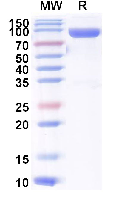 SDS-PAGE for Mouse CD223/LAG3 Recombinant Protein, C-Fc