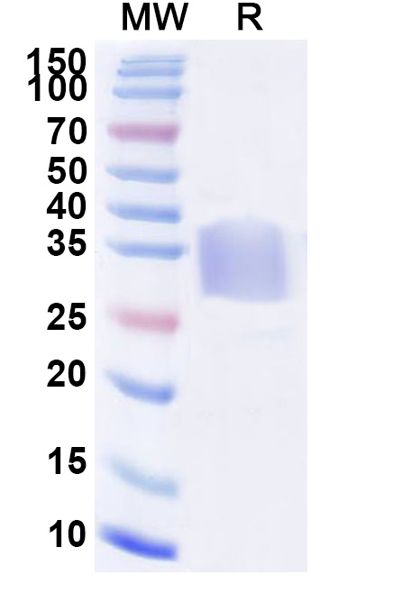 SDS-PAGE for Mouse CD47 recombinant protein