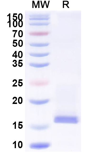SDS-PAGE for Mouse CST3 Recombinant Protein, C-His