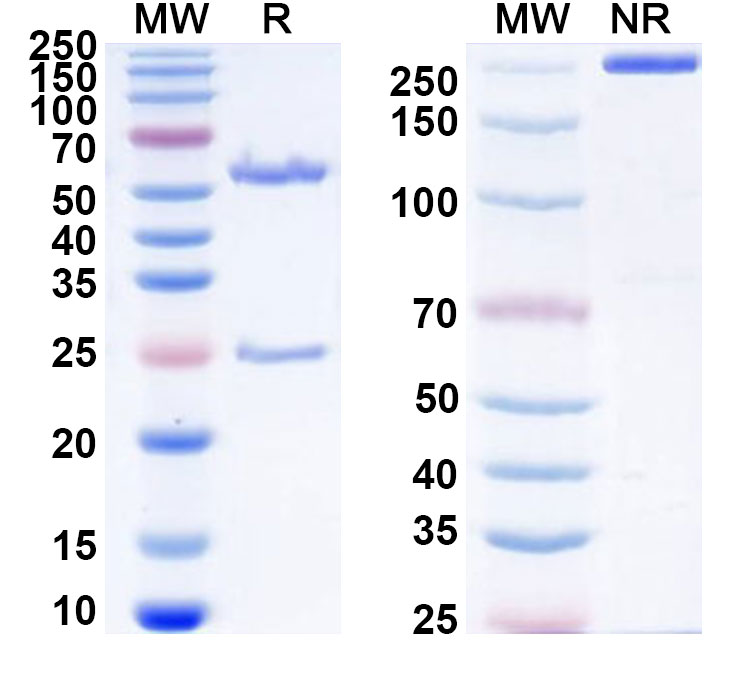 SDS-PAGE for Mouse IgG2b (D265A), kappa Isotype Control antibody (SAA0338)