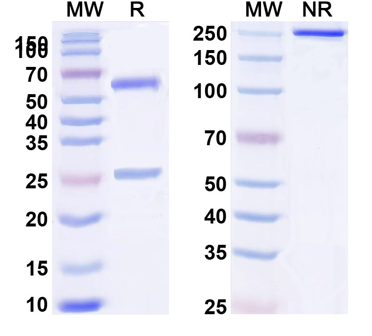 SDS-PAGE for Mouse IgG3 Isotype Control Antibody (B1-8)