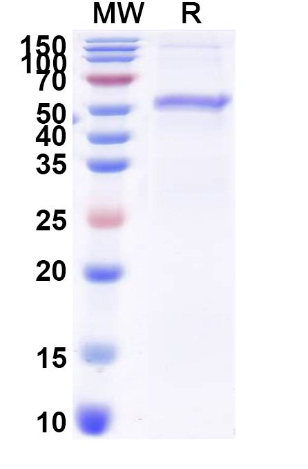 SDS-PAGE for Mouse SORT1 Recombinant Protein, N-His