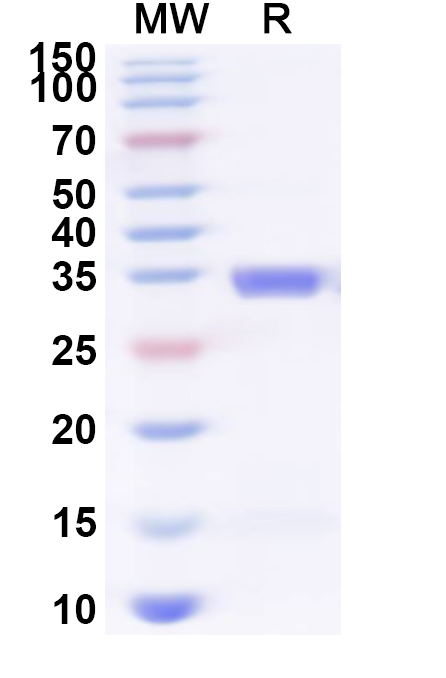 SDS-PAGE for Mouse TACSTD2/TROP2 Recombinant Protein, N-His