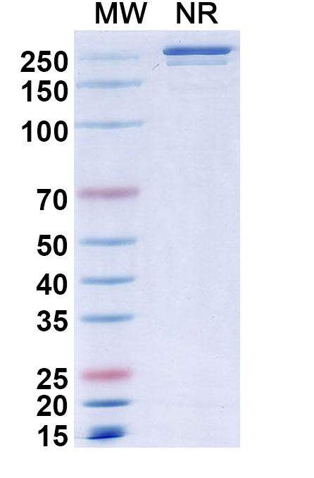 SDS-PAGE for Research Grade Muzastotug