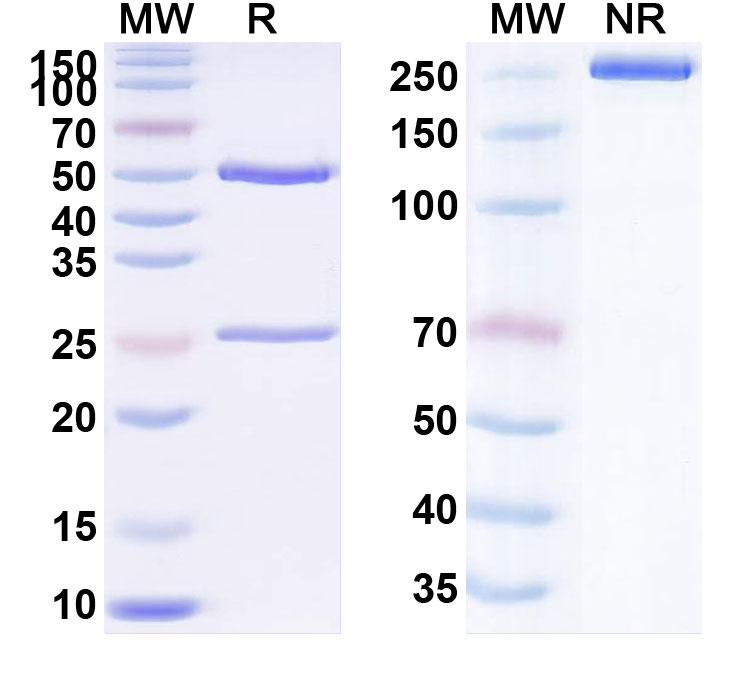 SDS-PAGE for Naratuximab Biosimilar - Anti-CD37; TSPAN26 mAb - Research Grade