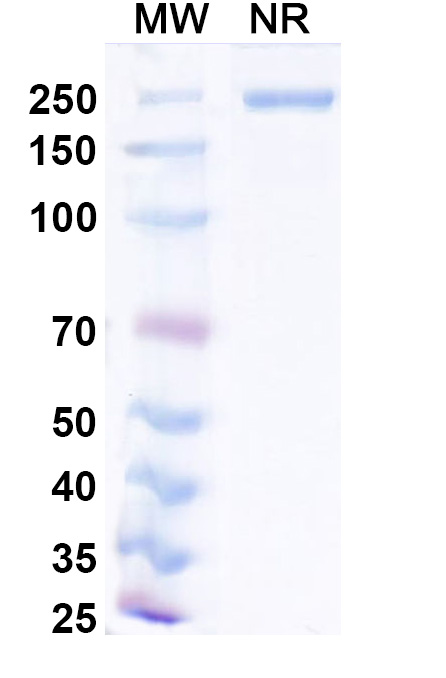 SDS-PAGE for Narlumosbart Biosimilar - Anti-ODF mAb - Research Grade