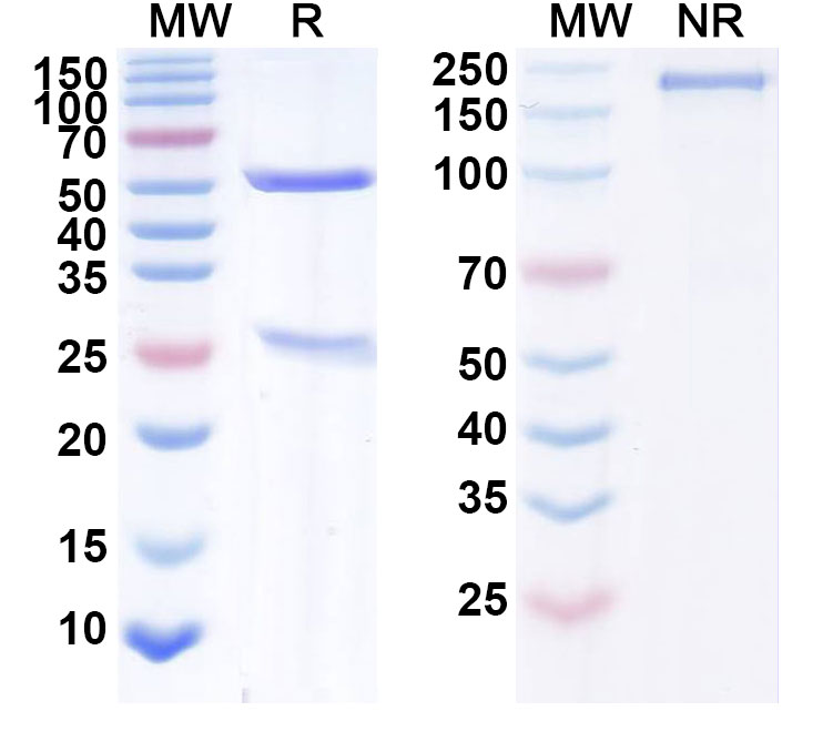 SDS-PAGE for Narnatumab Biosimilar - Anti-MST1R; CD136 mAb - Research Grade