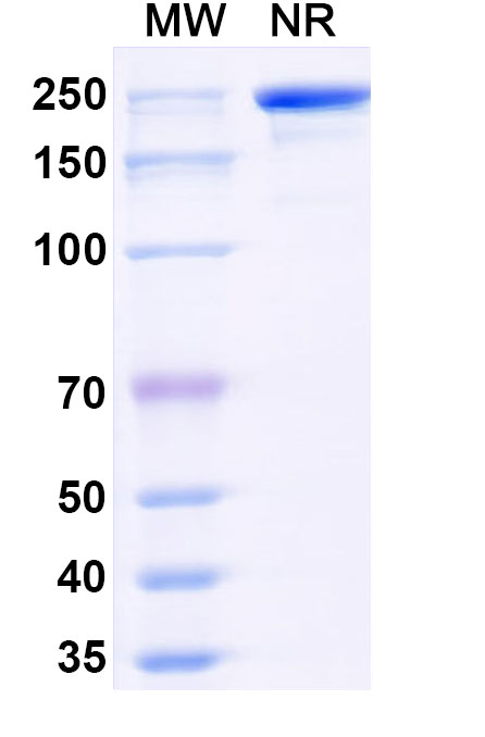 SDS-PAGE for Navenibart Biosimilar - Research Grade