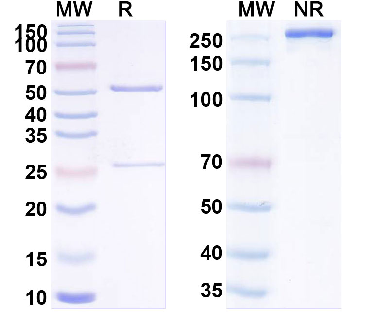 SDS-PAGE for Navicixizumab Biosimilar - Anti-DLL4 and VEGFA mAb - Research Grade