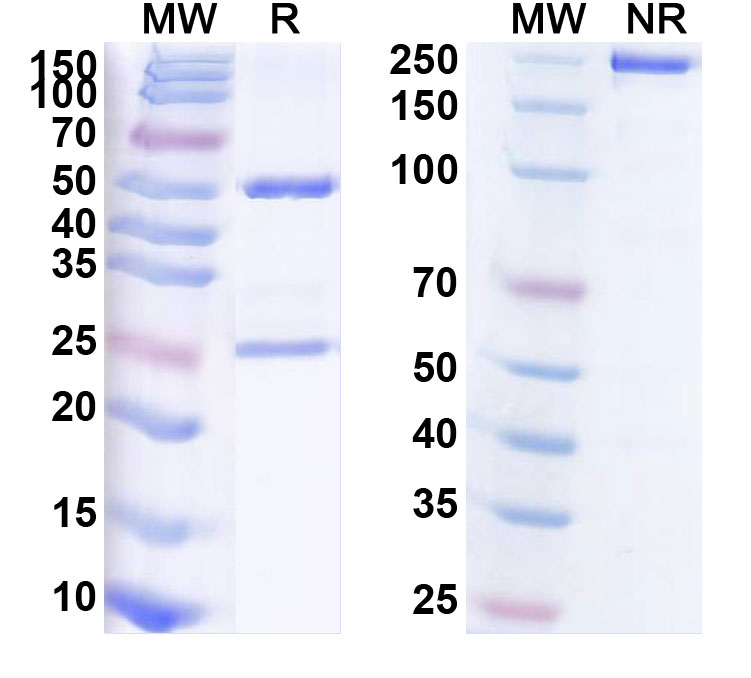 SDS-PAGE for Navivumab Biosimilar - Anti-HA;Hemagglutinin mAb - Research Grade