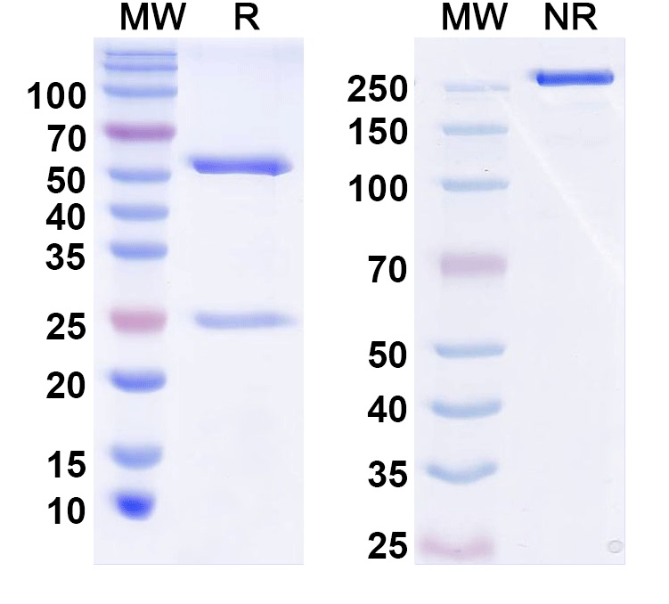 SDS-PAGE for Nebaprubart Biosimilar - Research Grade