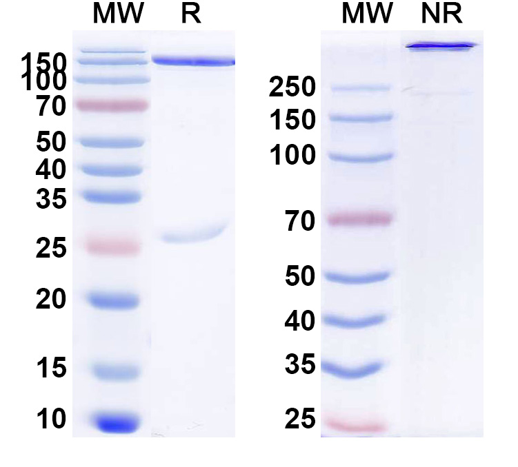 SDS-PAGE for Research Grade Nebratamig
