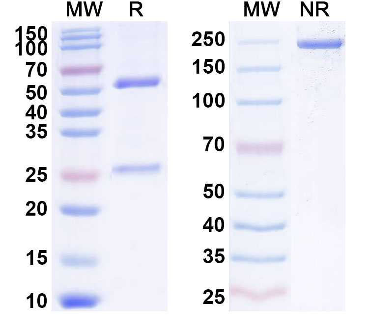 SDS-PAGE for Necitumumab Biosimilar - Anti-EGFR, ERBB1 mAb - Research Grade