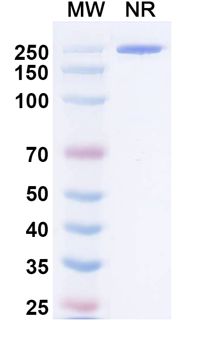 SDS-PAGE for Research Grade Negalstobart