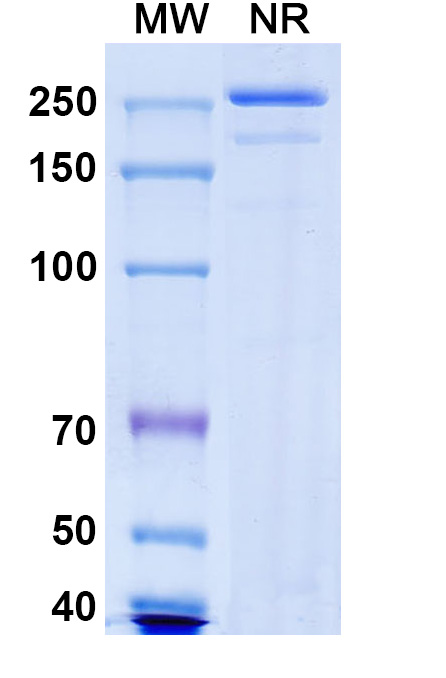 SDS-PAGE for Research Grade Nelistotug