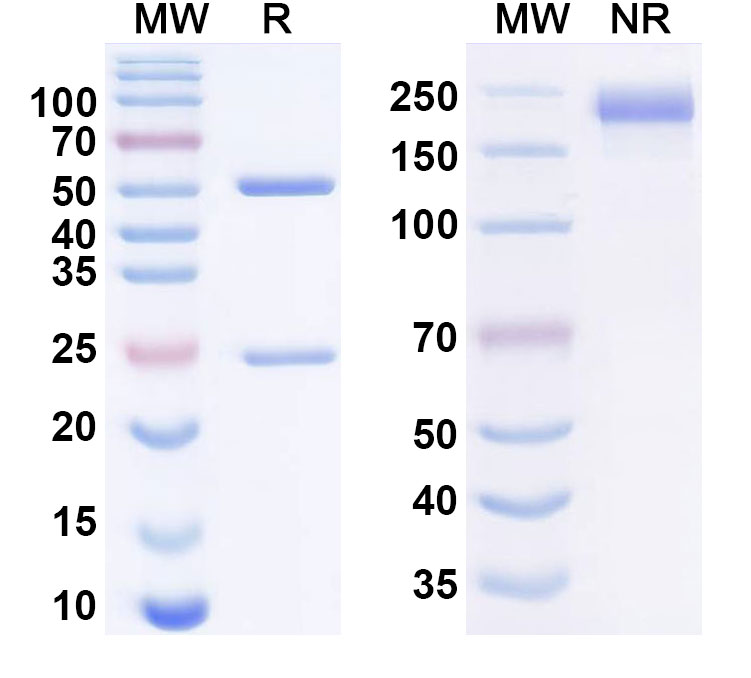 SDS-PAGE for Nelmastobart Biosimilar - Anti-Nelmastobart fusion protein - Research Grade