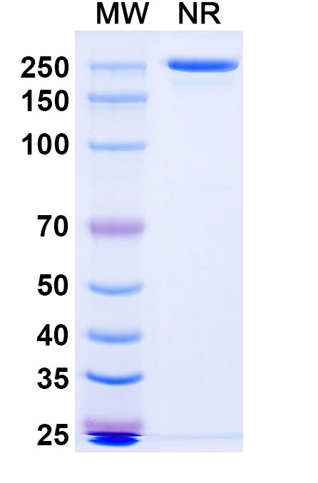 SDS-PAGE for Nepuvibart Biosimilar - Anti-SARS-CoV-2 Spike RBD mAb - Research Grade
