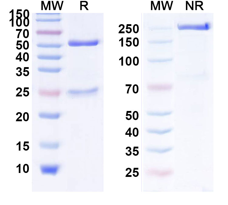 SDS-PAGE for Nerelimomab Biosimilar - Anti-TNFa;TNF-alpha mAb - Research Grade