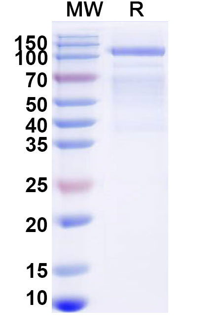 SDS-PAGE for Research Grade Nexviazyme/Avalglucosidase alfa