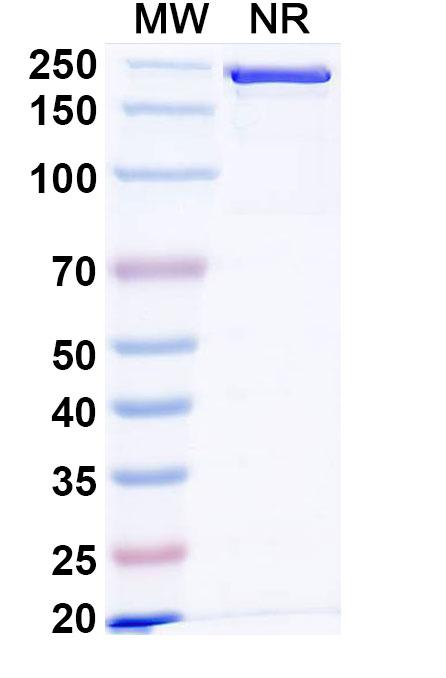 SDS-PAGE for Research Grade Nezastomig