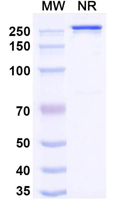 SDS-PAGE for Research Grade Nezutatug