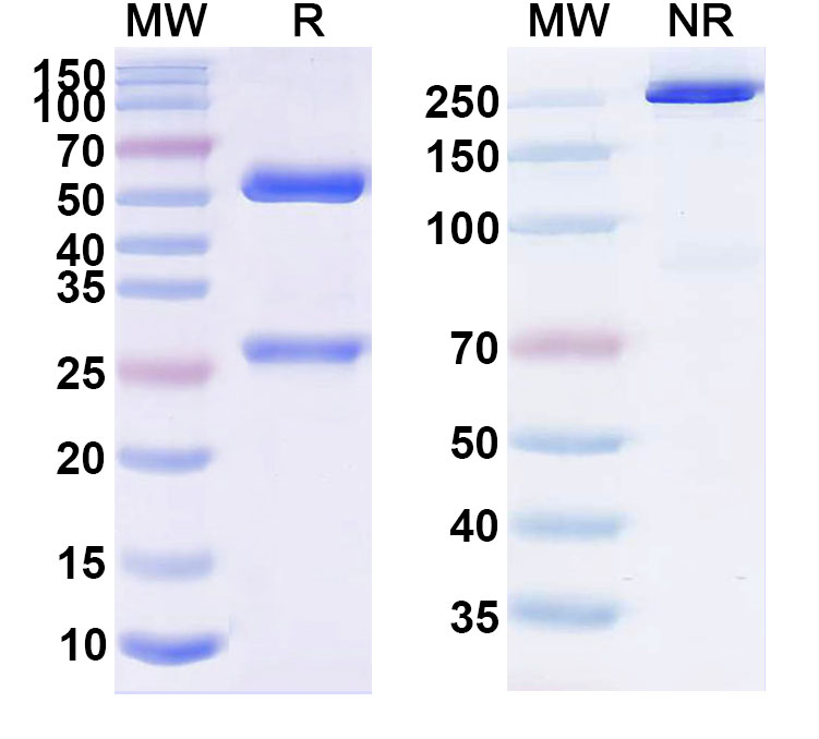 SDS-PAGE for Nimotuzumab Biosimilar - Anti-EGFR mAb - Research Grade