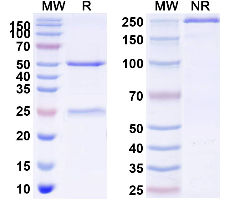 SDS-PAGE for Nivisnebart Biosimilar - Research Grade