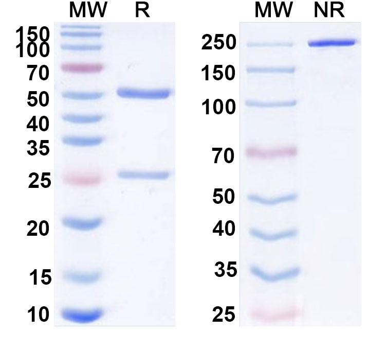 SDS-PAGE for Nofazinlimab Biosimilar - Anti-PD1 mAb - Research Grad