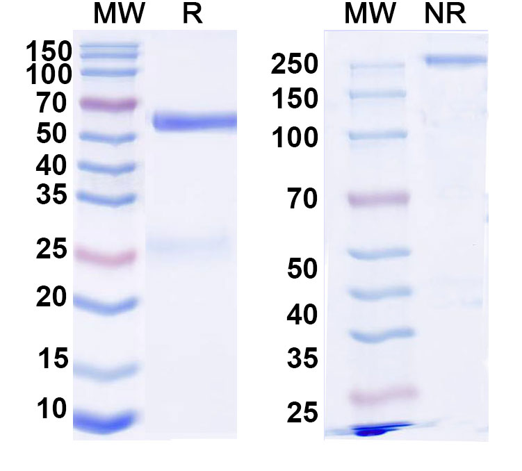 SDS-PAGE for Normal Monkey (Rhesus)  IgG Isotype Control