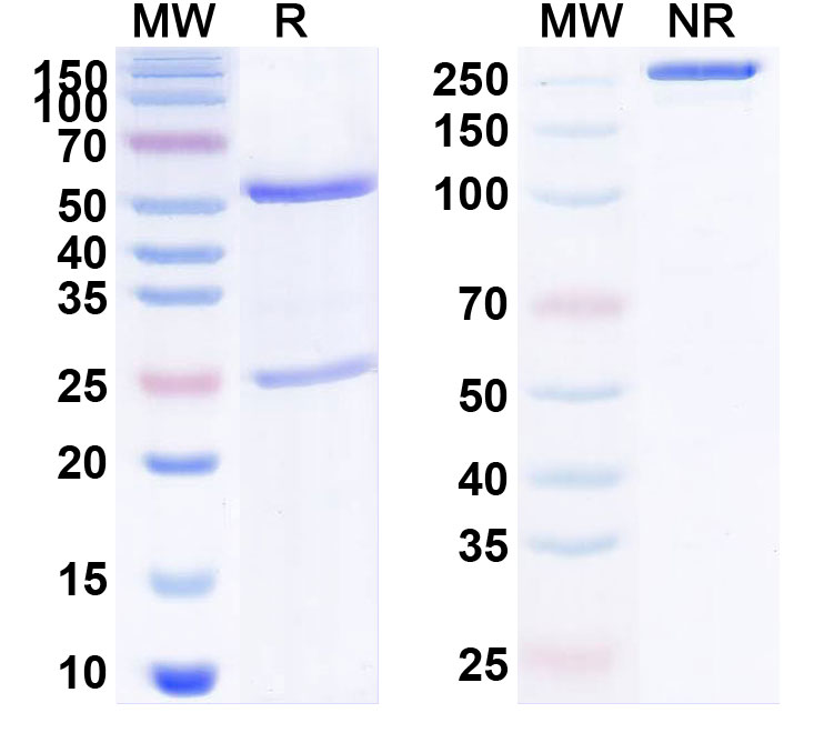 SDS-PAGE for Obexelimab Biosimilar - Anti-CD19 mAb - Research Grade