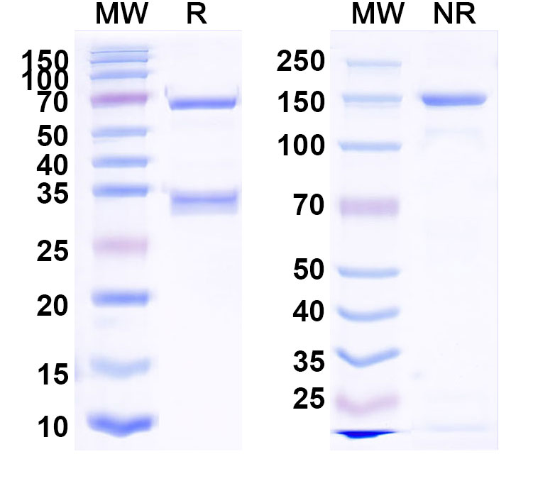 SDS-PAGE for Obrindatamab Biosimilar - Anti-CD276,CD3E mAb - Research Grade