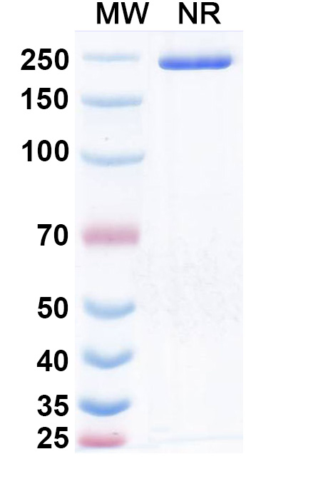 SDS-PAGE for Obrixtamig Biosimilar - Research Grade