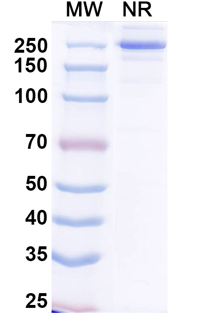 SDS-PAGE for Ogalvibart Biosimilar - Anti-SARS-CoV-2 Spike RBD mAb - Research Grade