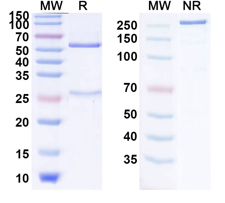 SDS-PAGE for Olaratumab Biosimilar - Anti-PDGF-R alpha mAb - Research Grade