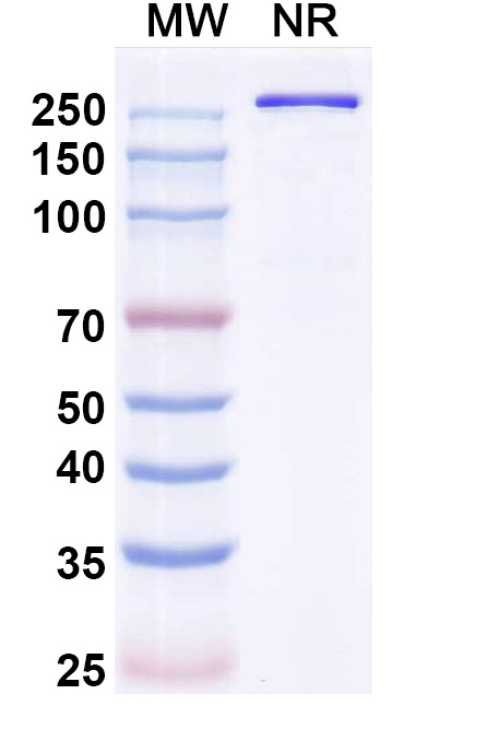 SDS-PAGE for Olintatug Biosimilar - Research Grade
