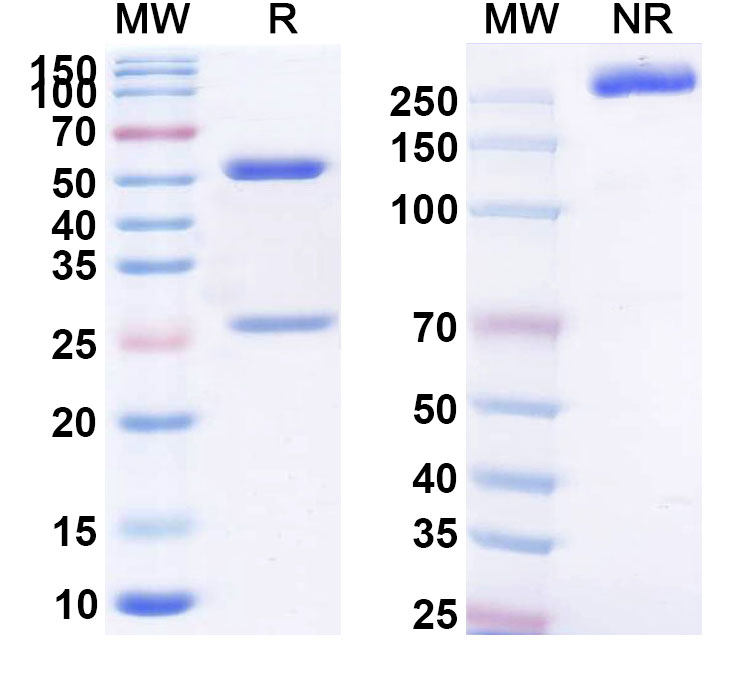 SDS-PAGE for Oncolym Biosimilar - Anti-HLA-DR10 mAb - Research Grade