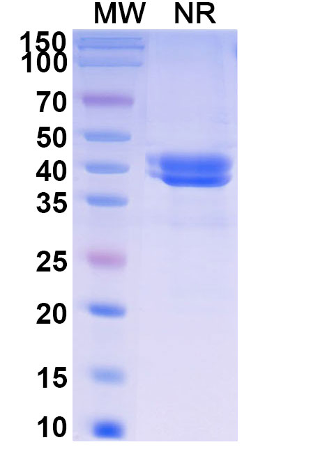 SDS-PAGE for Research Grade Ontorpacept