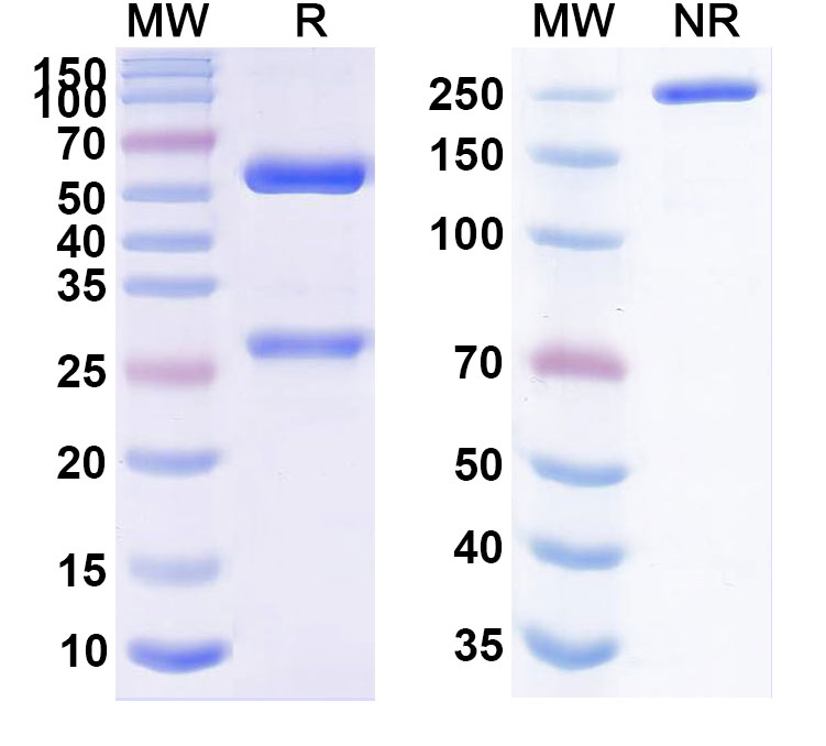 SDS-PAGE for Opucolimab Biosimilar - Anti-CD274;PD-L1 mAb - Research Grade