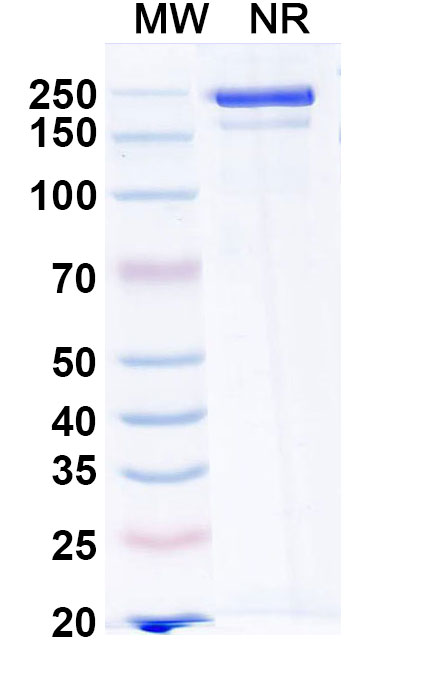 SDS-PAGE for Ormutivimab Biosimilar - Anti-G Glycoprotein mAb - Research Grad