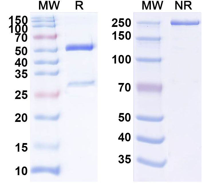 SDS-PAGE for Orticumab Biosimilar - Anti-oxLDL mAb - Research Grade