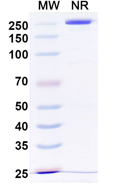 SDS-PAGE for Otelixizumab Biosimilar - Anti-CD3E mAb - Research Grade