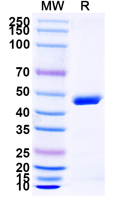 SDS-PAGE for Ozoralizumab Biosimilar - Anti-TNFa and ALB mAb - Research Grade
