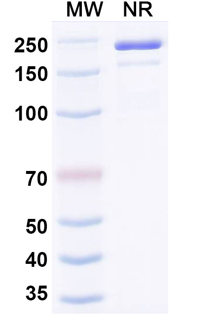 SDS-PAGE for Ozureprubart Biosimilar - Research Grade