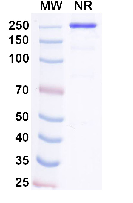 SDS-PAGE for Pacibekitug Biosimilar - Research Grade