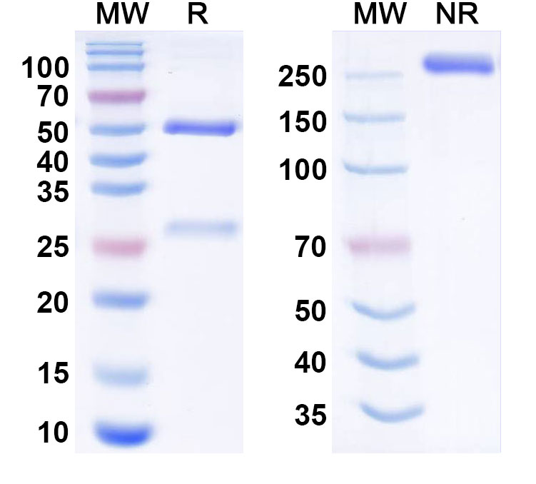 SDS-PAGE for Pacmilimab Biosimilar - Anti-CD274; PD-L1; B7-H1 mAb - Research Grade
