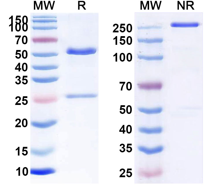 SDS-PAGE for Pagibaximab Biosimilar - Anti-Staphylococcus Epidermidis Lipoteichoic Acid mAb - Research Grade